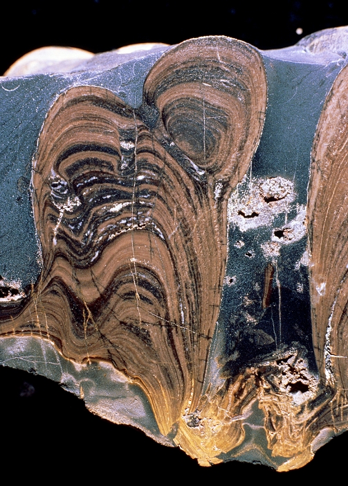 Stromatolite  Date of photograph unknown  Stromatolite fossil cut away to reveal the internal concentric banding. Stromatolites are large, stony, cushion like masses, composed of numerous layers of cyanobacteria  blue green algae  which have been preserved due to their ability to secrete calcium carbonate. They are among the oldest organic remains to have been found, the oldest structures dating from over 3000 million years ago. Stromatolite formation reached a peak during the late Precambrian period, but is still occuring today. Present day formations can be seen in the Everglades, Florida, USA, and in Shark Bay, Australia.