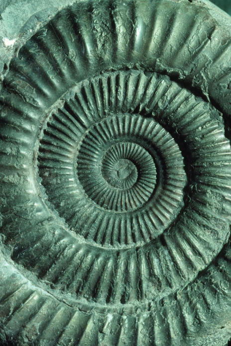 An ammonite fossil. Ammonites are extinct molluscs of the class Cephalopoda which lived from the Devonian period (approximately 400 million years ago) to the end of the Cretaceous (64 million years ago).