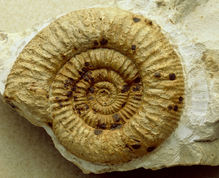 Fossilised Jurassic ammonite of genus Orthosphinctes. This genus was to be found in the Jurassic Period (195-140 million years before present). Ammonites belong to the Class Cephalopoda, marine molluscs characterised by bilateral symmetry, distinct head and a mouth region surrounded by tentacles. The last ammonites became extinct in the Upper Cretaceous Period, about 65 million years ago. Similar creatures, but belonging to a different sub-class, may still be found today as the genus Nautilus. This fossil was found near Geisingen, Germany.