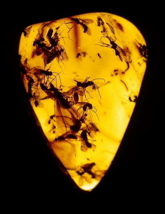 Fossil insects in amber. Macrophotograph of fossilised insects (family: Sciaridae) embedded in Baltic amber. The insects are about 40 million years old, from the Upper Eocene era. Belonging to the order Diptera, they are related to flies and mosquitoes, and more closely to present day dark- winged fungus gnats. Amber is a sticky resin extruded by wounded pines and other trees; it traps small insects as it solidifies and hardens. This is one of the few processes by which fossils are preserved complete with all of their soft tissues. This original amber specimen was 40mm in length. Recovered from the Baltic provinces. Magnification: x1.4 at 6x7cm size.