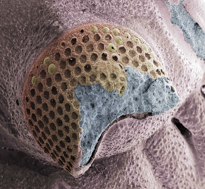 Trilobite eye fossil, coloured scanning electron micrograph (SEM). Trilobites were arthropods, the shelled segmented invertebrates that include crabs and insects and spiders. Like insects, their eyes were compound, consisting of a collection of tiny lenses (the holes seen here). Uniquely, trilobite eye lenses were made from calcite, the transparent crystal form of calcium carbonate. Trilobites were marine animals, feeding on the seabed. They ranged in length from 0.1 to 70 centimetres. They lived between 500 and 300 million years ago. Formation of fossils occurs when an object is buried under a rock-forming material, like mud, which preserves structural details.