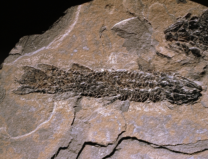 Fossil of the primitive fish Osteolepis macrolepidotus, a rhipidistian from the Middle Devonian period (around 370 million years ago). The fish has a broad, flattened head & a tapering body covered with large, boney, rhomboidal scales. The rhipidistians are an extinct group of freshwater fish which gave rise to the earliest terrestrial tetrapods, the amphibians, and hence, ultimately, to all land vertebrates. They were able to breathe air using lungs and possibly also live ashore for periods, 'walking' with their fleshy fins. The rhipidistians, along with their close relatives the coelocanths, form the order Crossopterygii.