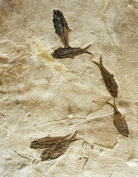 Fish fossils (Knightia sp.) preserved in rock. The fish, around 10 centimetres long, are related to the herrings (Clupea sp.) found in today's seas. They are extremely common in the Green River Shale lakebed formation in Wyoming, USA, and date to the Eocene Epoch of 55-38 million years ago. Changes in the lake climate killed many fish, some of which were preserved as fossils. A fossil is created when an animal is quickly buried in sand, mud or volcanic ash after death, and the normal decay processes do not occur. The minerals of the hard parts of the animal, such as shell or bone, are gradually replaced with rock.