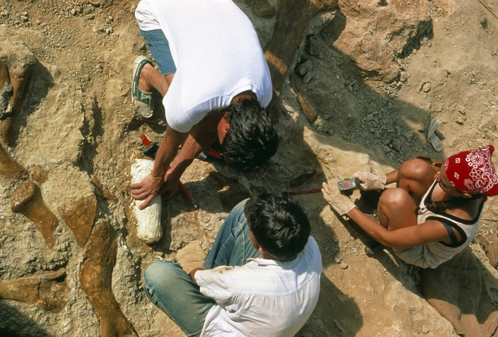Dinosaur palaeontology. Researchers applying a plaster cast to a fossil dinosaur bone at a site in the Aude valley in southern France. The plaster helps to protect the exposed fossil, especially when it is transported to a laboratory for cleaning and classification. Sites such as this on the northern part of the Pyrenees mountains have yielded many fossils of titanosaurs and ankylosaurs, dating from the late Cretaceous period about 70 million years ago.
