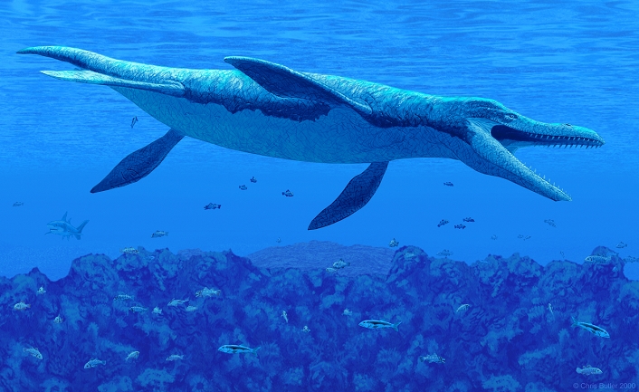 Kronosaurus. Artwork of a Kronosaurus marine reptile swimming underwater. This animal was a short-necked member of the Plesiosaur group of carnivorous marine reptiles. It inhabited the seas of the late Cretaceous period, from 100-65 million years ago. It was a large and formidable predator, with a head that measured 2.4 metres long. As well as feeding on fish, it would probably have hunted other plesiosaurs, as well as giant turtles and large ammonites. Plesiosaurs swam like turtles, by flapping their flippers up and down like paddles.