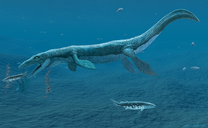 Mosasaurus. Artwork of a Mosasaurus marine lizard swimming underwater. This large carnivorous lizard was around 9 metres in length. Its anatomy was similar to present day monitor lizards, and it is considered a close relative. It inhabited the seas of the late Cretaceous period, from 100-65 million years ago. It would have fed on fish, but probably also hunted smaller marine reptiles. It used its tail for propulsion, steering with its limbs.