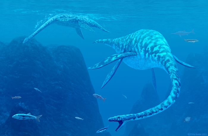 Elasmosaurus. Artwork of two Elasmosaurus marine reptiles swimming underwater. These animals were long-necked members of the Plesiosaur group of carnivorous marine reptiles. They inhabited the seas of the Mesozoic Era from 225-65 million years ago. They had a relatively small head on a long neck, probably catching their fish prey with whip- like darting movements. Plesiosaurs swam like turtles, flapping their flippers up and down.