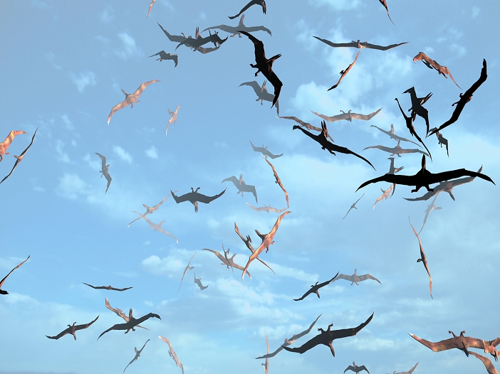 Pterosaurs in flight, computer artwork. Pterosaurs were flying reptiles that were related to the dinosaurs. The later types, such as Pteranodon, inhabited coastal regions in the Cretaceous period, from around 130 to 65 million years ago. Fossils of Pteranodon have been found in North America and Europe. It is thought that pterosaurs fed mainly on fish, which they caught during low passes over the sea. It is thought that they spent much of their time gliding, but that they could flap their wings for power when required.