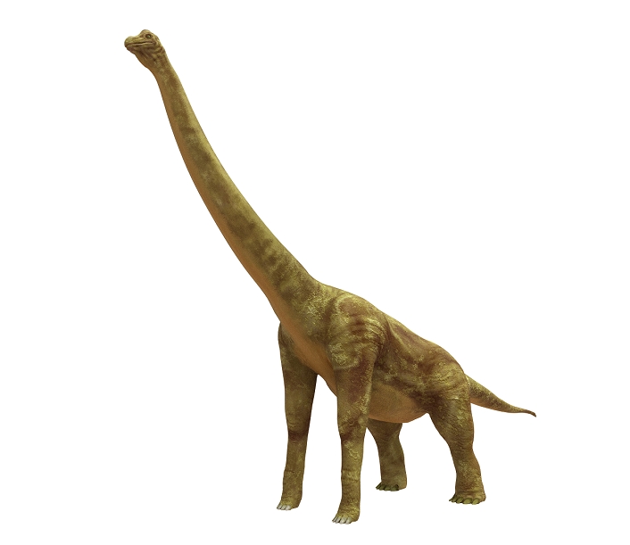 Brachiosaurus dinosaur, computer artwork. Brachiosaurus was the tallest dinosaur, standing up to 16 metres tall. It could weigh up to 70 tons. Unusually for a dinosaur, its front legs were longer than its hind legs. It was herbivorous, probably feeding on leaves high in the trees. It lived in the late Jurassic period, between 155 and 145 million years ago. It is thought to have been a social animal, living in herds.