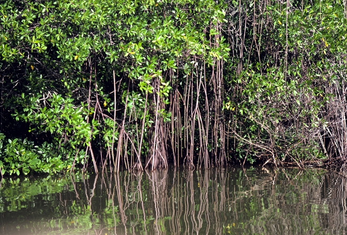 A red mangrove tree, Rhizophora mangle, growing in Laguna de Tacarigua in the swampy costal waters of the Caribbean off Venezuela. From the stem and branches of the mangrove an intricate mass of prop roots grow down into the water, among which silt and debris accumulates. As a result, the mangrove causes a gradual build up of land, which at first is black, slimy mud and later develops into low costal land. As well as its land- forming function, the bark of the mangrove is used in charcoal making. The bark also contains tannin which is used for tanning hides.