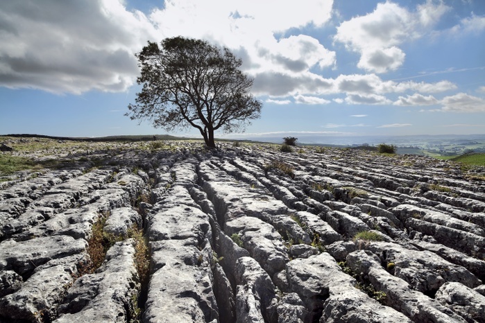 Limestone pavement and tree Limestone pavement and tree. Limestone is a sedimentary rock formed from calcium minerals such as calcium carbonate. This landscape shows the clints and grykes that are a characteristic feature of limestone scenery. The grykes are the deep fissures, caused by the erosion of joints in the limestone, which criss cross the pavement. The clints are the separated blocks of rock that remain. Grykes are often inhabited by shade loving plants. Photographed in September, near Malham in the Yorkshire Dales National Park, UK.