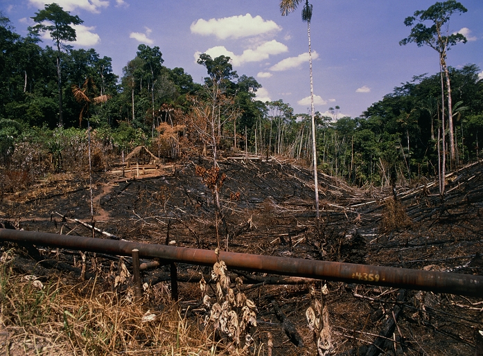 Colonisation of the Amazonian rainforest in Ecuador; here, the trees have been burnt down in preparation for the construction of a settlement. The site is within the Cuyabeno Wildlife Reserve but was requisitioned for clearing because of it's proximity to the transport links used by the oil industry. In the distance to the left a hut is being built. An oil pipe runs across the foreground.