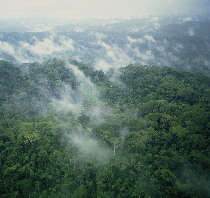 Mist rising from the forest canopy after heavy rain in the foothills of the Andes, Ecuador. This demonstrates the rapid recycling of rainwater back to the atmosphere by transpiration and evaporation characteristic of rain forests.