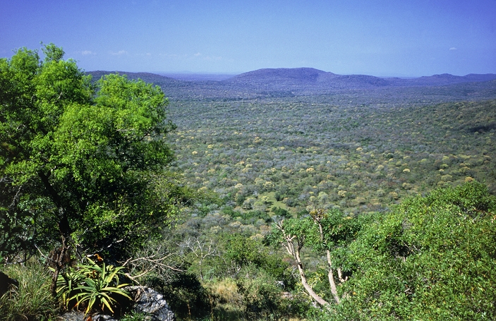 Parkland savannah in the Lubombo Mountains of Swaziland, showing typical landscape of grassland and small scattered trees. The wild pear trees, Dumboya sp., are seen here in bloom.