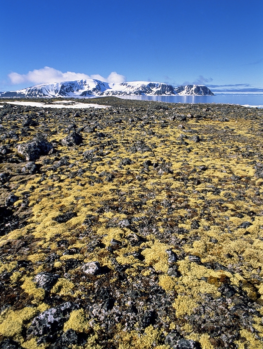 Coastal tundra vegetation on the island of Fugloya, Svalbard. Tundra vegetation is essentailly treeless, and is found in areas north of the taiga (pine-type forest) regions of N.America, Europe and Asia. It is dominated by lichen and grass, as seen here, but may also contain mosses, dwarf shrubs and herbaceous perennial plants. Tundra soils are often underlain by seasonal permafrost, and have a short growing period in the polar spring and summer. Svalbard is a group of islands about 800km north of Norway. The largest island in the group is Spitsbergen.