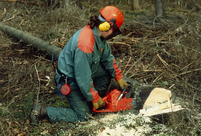 . Forestry worker. Forestry worker using a chain saw to cut up a tree felled in a storm. He is wearing a safety helmet with visor, protective ear muffs and gloves. MODEL RELEASED