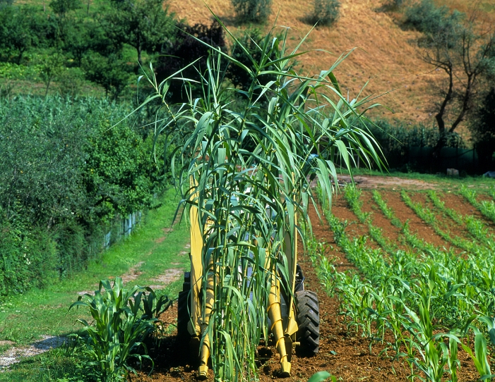 A prototype machine used for harvesting sweet sorghum for bioenergy purposes. These include the manufacture of ethanol from the sugars extracted from the plant and the production of environmentally friendly biofuels such as gas and oil from the bagasse (dry pulp). The part of the plant used for these purposes is the central stem. The harvesting machine has been designed to separate the stems from the leaves and the flowering parts. Sweet sorghum, Sorghum vulgar, is the most extensively cultivated crop in the world and the fourth most important cereal. It is an annual plant with a high photosynthetic efficiency and a high water and nitrogen use efficiency. The project is funded by the Commission of European Communities.