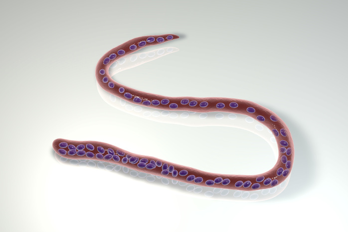 Mansonella perstans parasitic worm, illustration Computer illustration of Mansonella perstans, a roundworm nematode that causes serous cavity filariasis in humans. Note the absence of a sheath around the worm and tail nuclei extending to the tail tip.