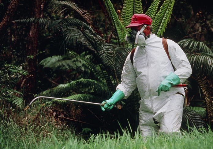 Alien plant 'weedbusting'. Armed with a herbicide spray gun, face mask and protective suit, 'weed- buster' Chris Zimmer sprays a plot of weed grass. He is working in rainforest of Volcanoes National Park on Big Island, Hawaii. The grass is African kikuyu, a very hardy alien species. It is thought 5 foreign plant species and 20 insect species are introduced to Hawaii each year. Zimmer is part of a 'weedbuster' team who set about clearing areas of foreign plant invaders. Some weeds, like Kahili ginger, may grow in dense plantations more than 2 metres high and need to be hacked down by machete. Plant weeds, like alien animals, may outcompete native species and destroy the rainforest ecology.