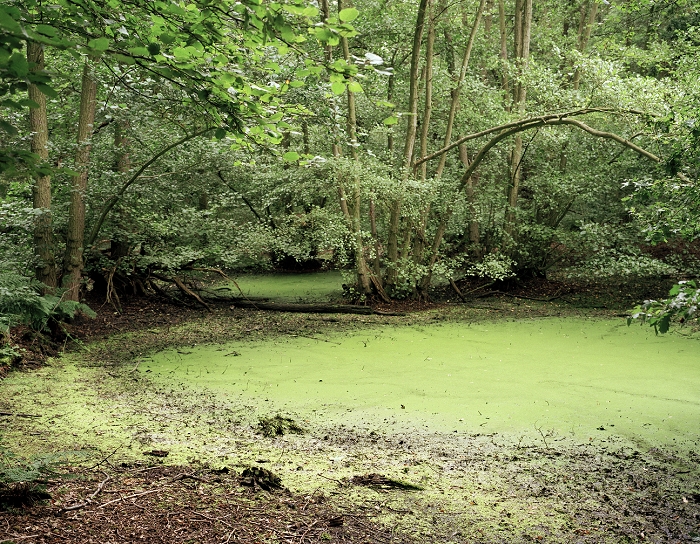 Algal bloom in a woodland pond likely to be caused by blue-green algae (Cyanobacteria). Photographed in Berkshire, England.