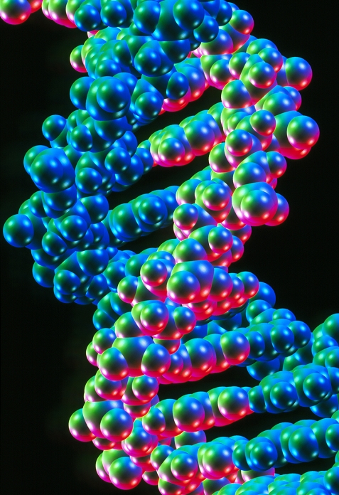 DNA double helix structure. Computer artwork of the atomic structure of a DNA (deoxyribonucleic acid) double helix. Atoms are shown as spheres. The backbone of the double helix is composed of two twisting sugar-phosphate strands (blue/green and pink/green). Nucleotide bases on the strands bond in complementary pairs (diagonal lines) to hold the double helix molecule together. It is the sequence of the four types of base along a strand that is the genetic code that controls the functioning and growth of every living organism. The double nature of the helix structure allows the replication of DNA and hence the replication of cells and whole organisms.
