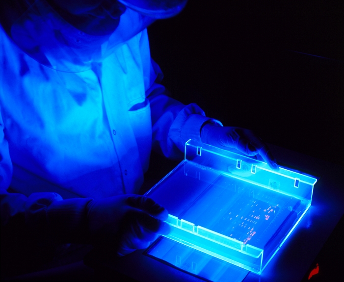 DNA gel analysis. Researcher examines an agarose gel containing DNA fragments using Ultra-Violet (UV) light. The DNA fragments have been stained with ethidium bromide and are seen as fluorescent violet bands on the gel (at lower right). The researcher is wearing a mask to protect his face from the UV light and gloves to protect his hands from the highly carcinogenic ethidium bromide. Agarose gels are a routine way in which fragments of DNA are separated by size. Samples containing various sized fragments are separated within a gel using an electric current. Such techniques are used during DNA fingerprint analysis and when isolating particular genes.