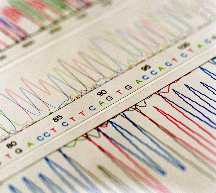 DNA analysis. Graphs showing the results of DNA (deoxyribonucleic acid) sequencing. A DNA molecule consists of two sugar-phosphate backbones, arranged as a double helix, joined by nucleotide bases. There are 4 types of nucleotide base; adenine (A), cytosine (C), guanine (G) and thymine (T). Sequences of these bases make up genes, which encode an organism's genetic information. Uses of DNA sequencing include finding genes responsible for disease, DNA fingerprinting and paternity testing.