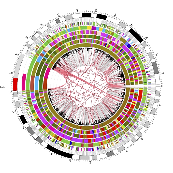 Circular genome map. Map showing shared genetic material between humans (outer ring) and (from inner ring outwards) chimpanzee, mouse, rat, dog, chicken and zebrafish chromosomes. Each ring is based on the idiogram of one chromosome. The colours within each ring form a heat map, the pattern of which represents hot spots of shared genetic material, or synteny. A highly fragmented pattern indicates greater evolutionary divergence from humans. The numbers on the human chromosome represent scale bars and the grey intersecting lines are paths indicating chromosome loci. This map was created using Circos, software which visualises complex genetic comparisons between different species or within the same species.