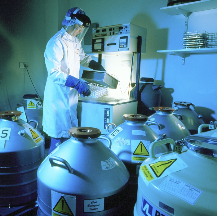 . Storage of human cell lines in liquid nitrogen, in the initial stage of commercial production of alpha interferon antibodies. The person in background is placing samples of cells into an automatic freezer, prior to their transfer to the storage flasks containing liquid nitrogen (foreground). They are stored at a stable temperature as required, then thawed and multiplied by a fermentation process. The interferons are a family of proteins produced by many cell types which inhibit tumour growth and virus replication. Cell lines used here include NK2 (Natural Killer) and YOK. MODEL RELEASED