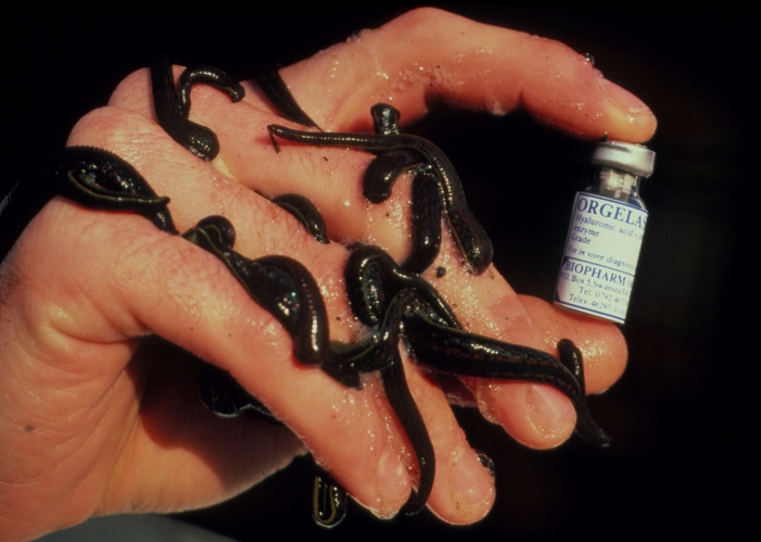 Leech drug. Hand covered with medicinal leeches, Hirudo medicinalis, as it holds a vial of a drug, orgelase, which is derived from them. Orgelase is a type of hyaluronidase enzyme which widens blood vessels so that the flow of fluid is increased. It can be used in an injection to quicken the dispersal of another drug. It might also be used to treat conditions caused by restricted flow in blood vessels, such as inflammation, migraine and heart disease. The drug is found in the saliva of blood-sucking leeches and can be harmlessly extracted ('milked') from them.