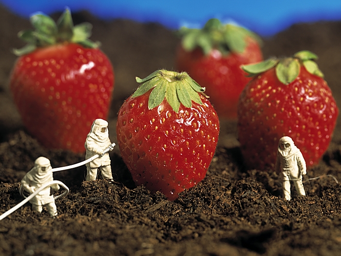 Genetically engineered strawberries. Conceptual image representing the farming of giant genetically engineered strawberries. People in chemical suits are spraying the strawberries, possibly with pesticide. The genetic engineering of plants involves altering their DNA (deoxyribonucleic acid), the chemical which controls an organism's growth and development. Traits such as resistance to diseases and pesticides can be introduced to the plant, which may save time and money during cultivation and harvesting.