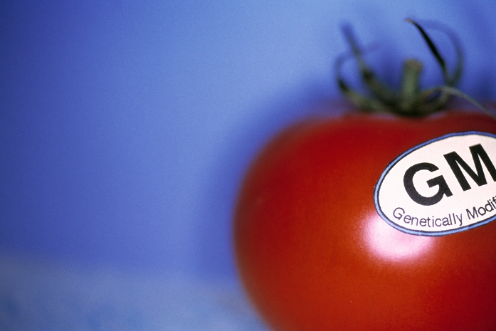 Genetically modified tomato. Conceptual image representing a genetically modified (GM) tomato. Genetic modification involves adding or deleting sections of DNA (deoxyribonucleic acid) to create inherited changes in an organism. Several kinds of GM tomatoes with improved shelf-life have been developed and commercially marketed.