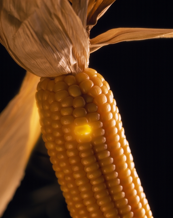 Genetically modified maize. Conceptual image of a maize (Zea mays) cob with a grain highlighted in bright yellow. This represents modification of the genetics of the maize plant. The modification may create or strengthen desirable characteristics of the plant, such as resistance to disease. The use of genetically modified (GM) foods still remains controversial. Many foods are advertised as using GM-free products. Maize is one of the world's most important crops. It can be eaten as corn-on-the- cob, as popcorn, or ground into corn flour. It can be distilled to make a whisky, and extracts are used in cooking oil and margarine. Maize is a good source of potassium, vitamin A and fibre.