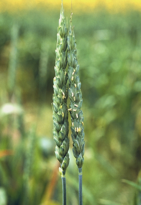 Genetically modified wheat. Close-up of two ears of genetically modified (GM) wheat (Triticum sp.). Here the male reproductive parts of the plant, the anthers (yellow), have ripened and are about to release pollen grains. Genetic modification of plants involves altering their DNA (Deoxyribonucleic acid), the chemical which controls every part of an organism's growth and development. This modification may give the plant desirable characteristics, such as resistance to disease and herbicides. However, it is controversial whether GM foods are safe to eat, and whether it is safe to allow pollen grains from GM plants to pollinate non GM plants.