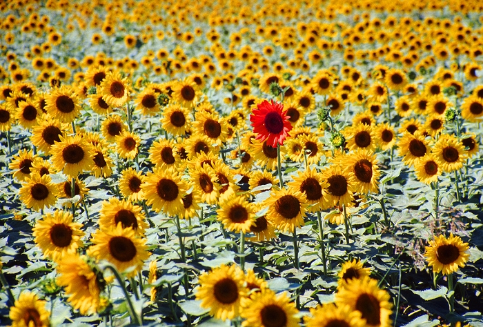 GM sunflower. Conceptual image representing the genetic modification of plants, showing one red sunflower growing in a field of normal sunflowers (Helianthus sp.). Genetic modification of plants is done to give them desirable characteristics, for instance increased yields, or resistance to frost or parasites. There are fears that GM plants could interbreed with their normal counterparts and permanently alter the wild population. Sunflowers are grown for their seeds and their oil, and also for sale as decorative plants.