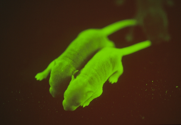 Green fluorescent  GFP  transgenic mice Fluorescent transgenic mice. Green glowing baby mice that have a jellyfish gene that codes for GFP  green fluorescent protein . These genetically engineered transgenic mice may aid the study of cancer. They are the result of research by Prof. M. Okabe at the Research Institute for Microbial Diseases at Osaka University, Japan. Okabe and his team obtained the GFP gene from the jellyfish Aequorea victoria. A virus was used to introduce the gene into fertilised mice eggs. Such mice have skin that fluoresces green under blue light. GFP may be used to mark cancer cells or drugs in order to study cancer as it travels around the body.