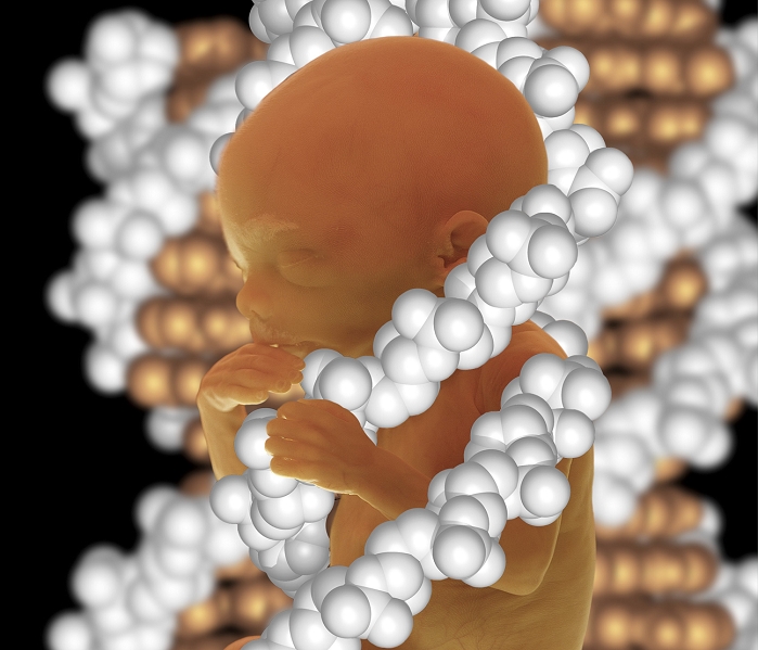 Genetic engineerings. Conceptual composite image representing human genetic engineering, research and cloning. A five month old foetus is seen entwined with a molecular model of DNA (deoxyribonucleic acid). DNA is the chemical which controls the growth and development of all living things, and is responsible for passing hereditary characteristics from parents to their offspring.