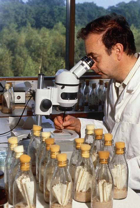 Genetic research. A biologist at a stereo light microscope sorts normal & mutant fruit flies of the species Drosophila melanogaster. The number of mutants tells the researcher how the genes of the parent flies have interacted. Drosophila flies have been used in genetics for many years because they multiply rapidly. In the foreground are milk bottles in which the flies are raised. The bottles are sterilised, then partly filled with a nutritious growth medium & a filter paper. The fly larvae eat the pale brown medium & pupate on the paper. When they are to be examined, the biologist knocks them unconscious with ether, from which they recover in about 10 minutes.