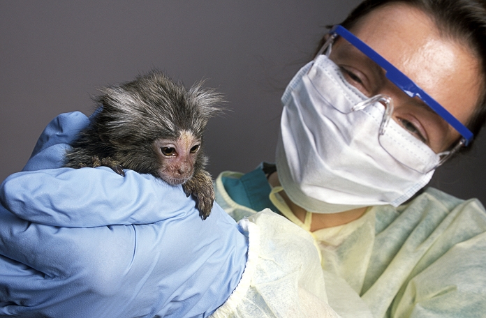 . Primate research animal. Baby marmoset monkey (Callithrix sp.) held by a researcher, which was bred in captivity. This monkey may be used to study primate behaviour & biology, the development & transmission of human diseases, or to test novel drugs. Photographed at the New England Regional Primate Research Centre, Harvard Medical School, Massachusetts, USA. MODEL RELEASED