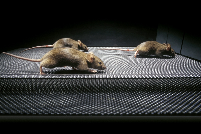 Gene therapy research on mice. These mice are mammalian models for the disorder Duchenne Muscular Dystrophy (DMD), a condition in humans typified by muscle wasting and loss of function. The mice have an abnormal gene that, left untreated, caused the muscles in their legs to waste, making them unable to walk. Here, they have been treated by a method of gene therapy known as exon skipping. They are undergoing tests to determine how much their muscles have recovered after treatment. Photographed at the AFM (French Muscular Dystrophy Association), Evry, France.