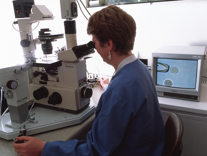 . Stem cell research. Technician using a light microscope to carry out nuclear transfer on a mouse egg (at upper centre on the monitor). Its genetic material has been removed and an adult cell nucleus is being injected in its place with a needle. The resulting embryo will consist of embryonic stem cells, the cell precursors from which all the body's specialized cells develop. Stem cells made from the cell nucleus of a patient could be used for therapeutic cloning, the creation of personalized tissues to replace diseased or damaged body parts. Photographed at the Centre for Genome Research, Edinburgh University, Scotland. MODEL RELEASED