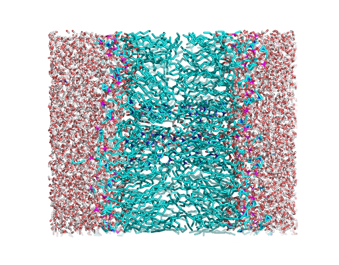 Ion channel. Molecular model of an ion channel formed by a bundle of five alamethicin molecules (light blue) surrounded by water molecules (red and white). Ion channels are found in cell membranes, and allow the passage of ions between the outside and inside of a cell. This model shows a 5-helix form of alamethicin (C92.H150.N22.O25), a peptide that can form helical ion channels and spontaneously insert into biological membranes. The atoms (tubes) are: carbon (light blue), nitrogen (dark blue), oxygen (red), and hydrogen (white). Not all the hydrogen atoms are shown.