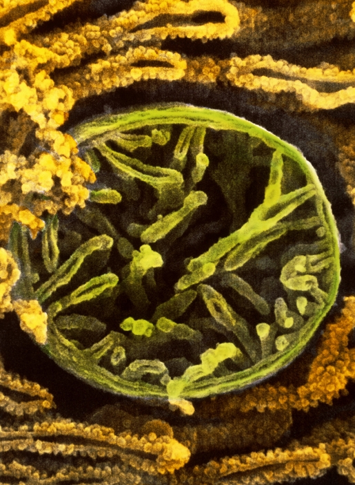 Mitochondrion. Coloured high resolution scanning electron micrograph (SEM) of a single mitochondrion in a pancreatic acinar cell. The cylindrical mitochondrion (green, centre) has two membranes: an outer surrounding membrane; an inner membrane which forms folds called cristae. It is on the cristae that chemical reactions occur. Mitochondria are sites of cell respiration: sugars and fats are oxidised to produce energy which is then stored. They are thus called 'powerhouses' of the cell. Magnification unknown.