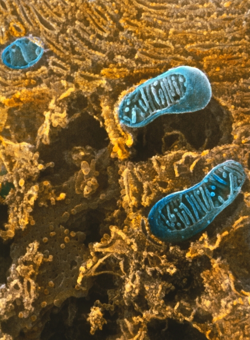 Mitochondria and endoplasmic reticulum. Coloured high resolution scanning electron micrograph of mitochondria and rough endoplasmic reticulum (RER) in a pancreatic acinar cell. Mitochondria (blue) are the 'powerhouses' of the cell. They oxidise sugars and fats to produce energy. RER (yellow) is a network of folded membranes covered with protein synthesizing ribosomes (small dots). At centre and lower left (grey) is the face of a flattened sac of the Golgi apparatus. Golgi is a stack of interconnecting sacs involved in synthesizing biochemicals. The chemicals are packaged and budded off as vesicles (yellow spheres).