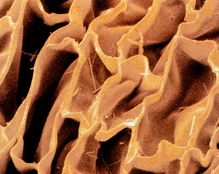 Cork. Coloured scanning electron micrograph (SEM) of a section of a cork from a wine bottle. The cellular structure can be clearly seen. Cork is the bark of the cork oak tree, Quercus suber. Magnification: x610 at 6x7cm size. x1,480 at 8x6ins,x785 at 10x7cm master size