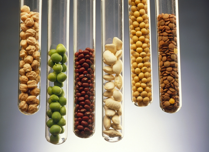 Pulses. Selection of different pulses presented in test tubes to depict the modern scientific techniques of food processing. 'Pulses' are the edible seeds of leguminous plants. They include peas (two tubes at left), beans (middle three tubes) and lentils (at right). They are a very nutritious food, being low in fat and a rich source of carbohydrate, minerals, protein and fibre. However, the modern diet now relies much less on natural nutrient sources such as pulses. Instead many nutrients are now manufactured in the laboratory and used to make processed foods.