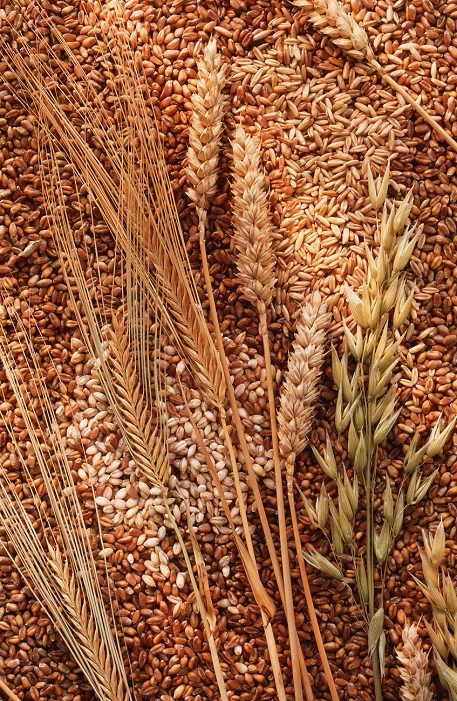 Mixed grains with, from left, ears of the cereals barley, wheat and oats.