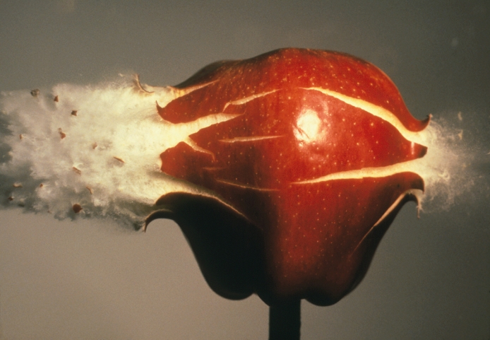 High speed photograph of a . 22 calibre bullet striking an apple. Most of the centre of the apple was ejected as pulp in the wake of the bullet, which was travelling at about 450 metres per second (Mach 1. 4).