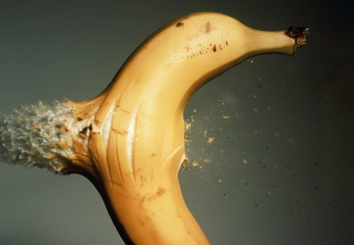 Bullet hitting banana. High speed photograph of a banana being hit by a .22 calibre bullet. The bullet is travelling at about 450 metres per second, around 1.4 times the speed of sound. The bullet entered the banana on its right, and exits in a cloud of banana froth at its left. This image was obtained by linking a flash to a microphone. The camera's shutter was opened in the dark, and the film was exposed as the flash fired. The flash, which lasted only around 1 microsecond, was triggered by the microphone detecting the bullet's shockwave as it left the gun.
