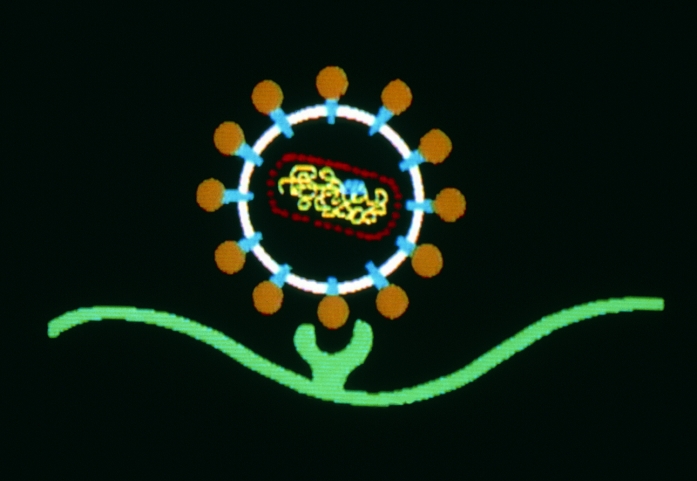 Basic illustration showing a Human Immunodeficiency Virus (HIV) particle, the causative agent of AIDS, binding to a CD4 receptor (green) on its host cell, a T-lymphocyte. The AIDS virus particle is spherical, about 100 nanometres in diameter. The particle is covered by a membrane (white), made up of two layers of lipid (fatty material) derived from the outer membrane of the host cell. Studding the membrane are glycoproteins, each divided into 2 components: gp41 (blue) spans the membrane and gp120 (brown) extends beyond it. The membrane/protein envelope covers a core (red) containing viral genetic material in the form of RNA (yellow).